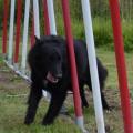 Eden en agility