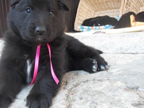 Chiots de Belle au 26eme jours