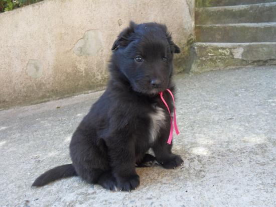 Chiots de Belle au 26eme jours