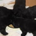 Chiots de Belle au 26eme jours