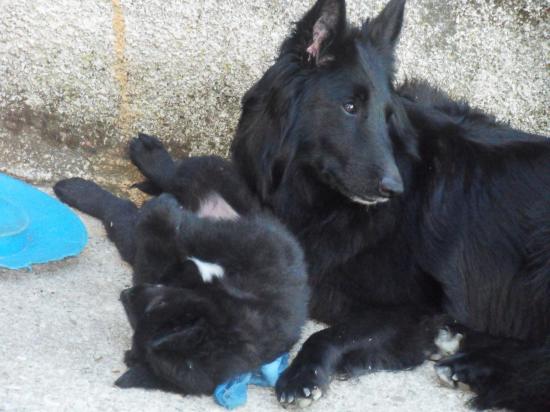 chiots à partir de 1 mois avec BELLE