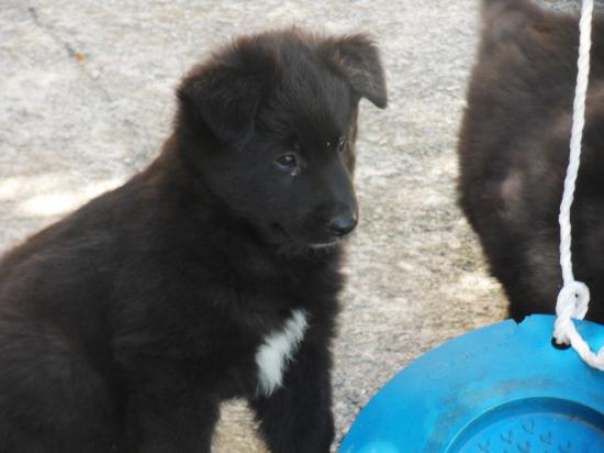 chiots de BELLE à partir de 1 mois