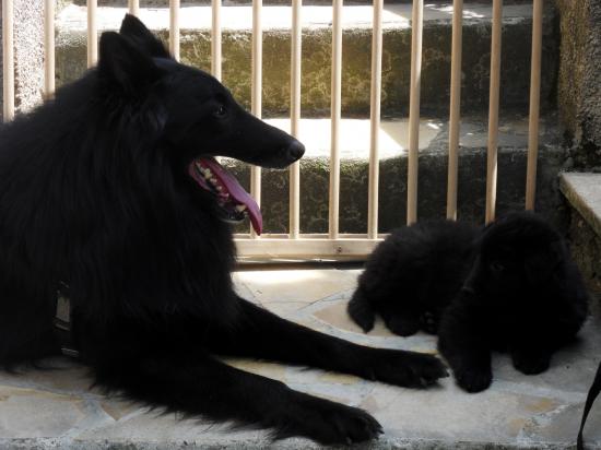 Visite du père des chiots ARPELS DES CHEVALIERS DU TEMPLE