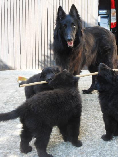 chiots à partir de 1 mois avec BELLE