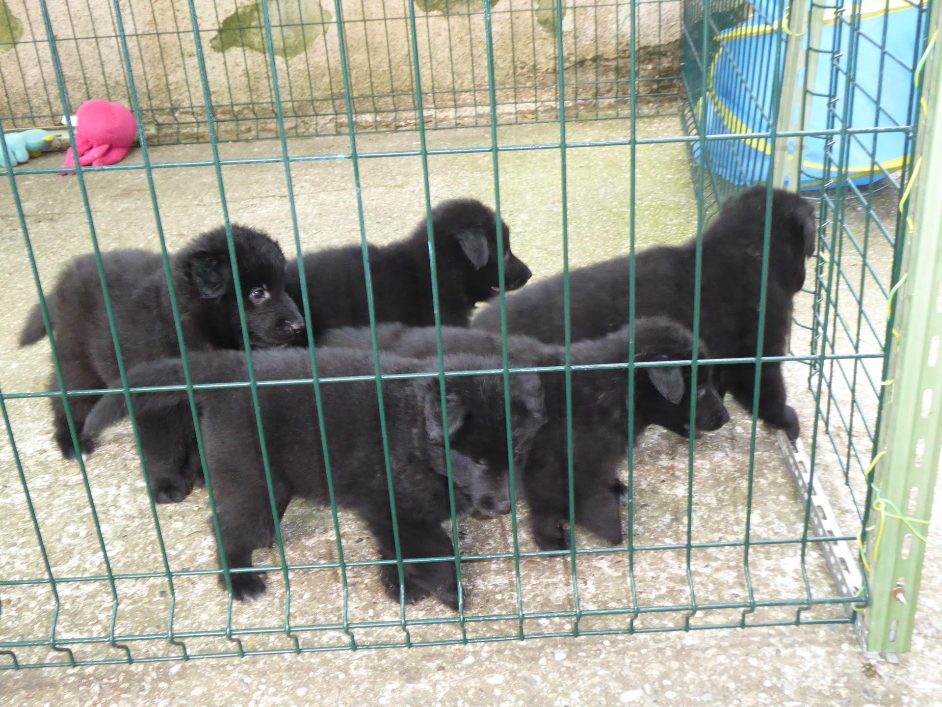 chiots à 1 mois