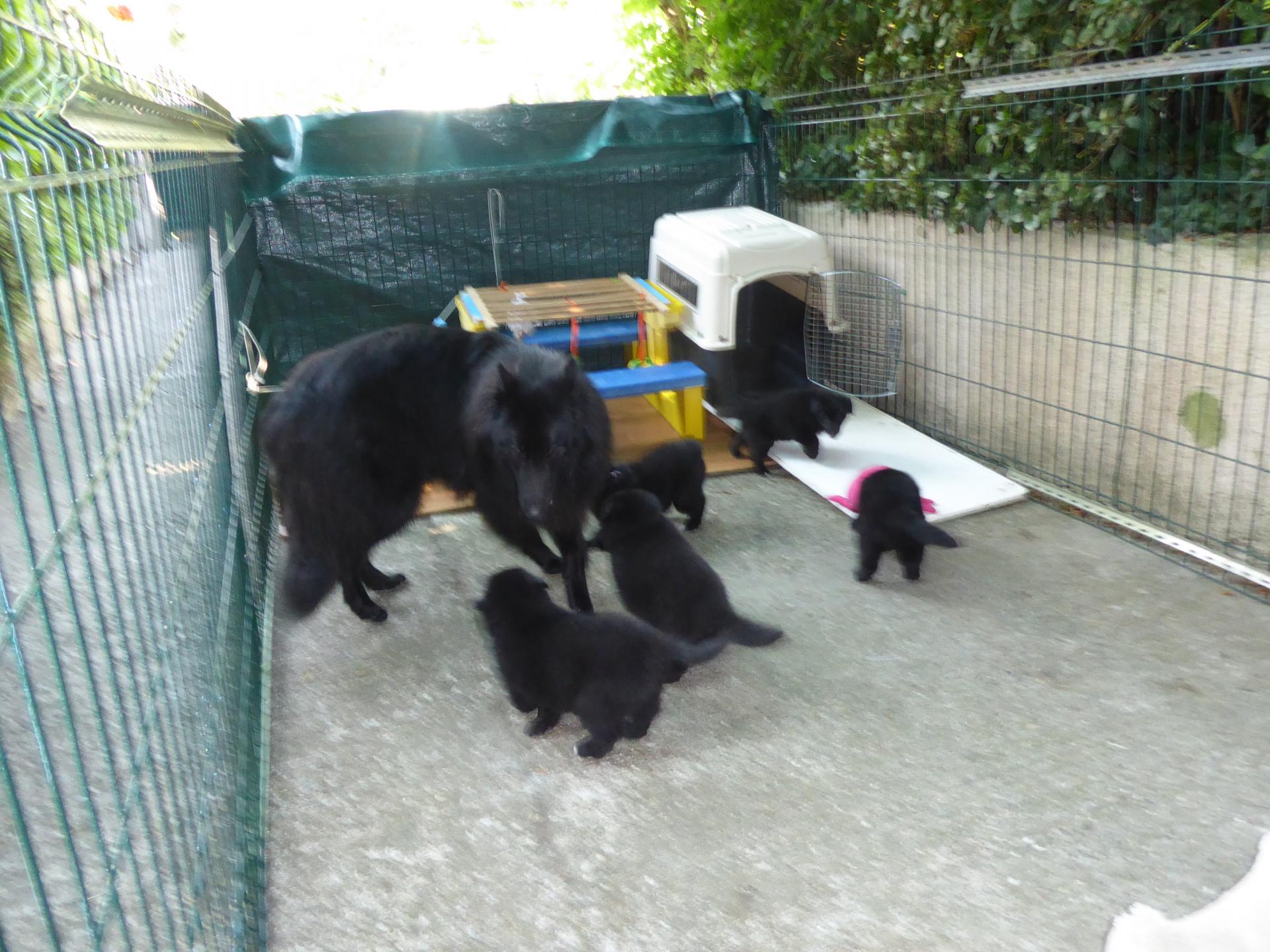 chiots à 1 mois avec Nixos du clos de l'Oppidum