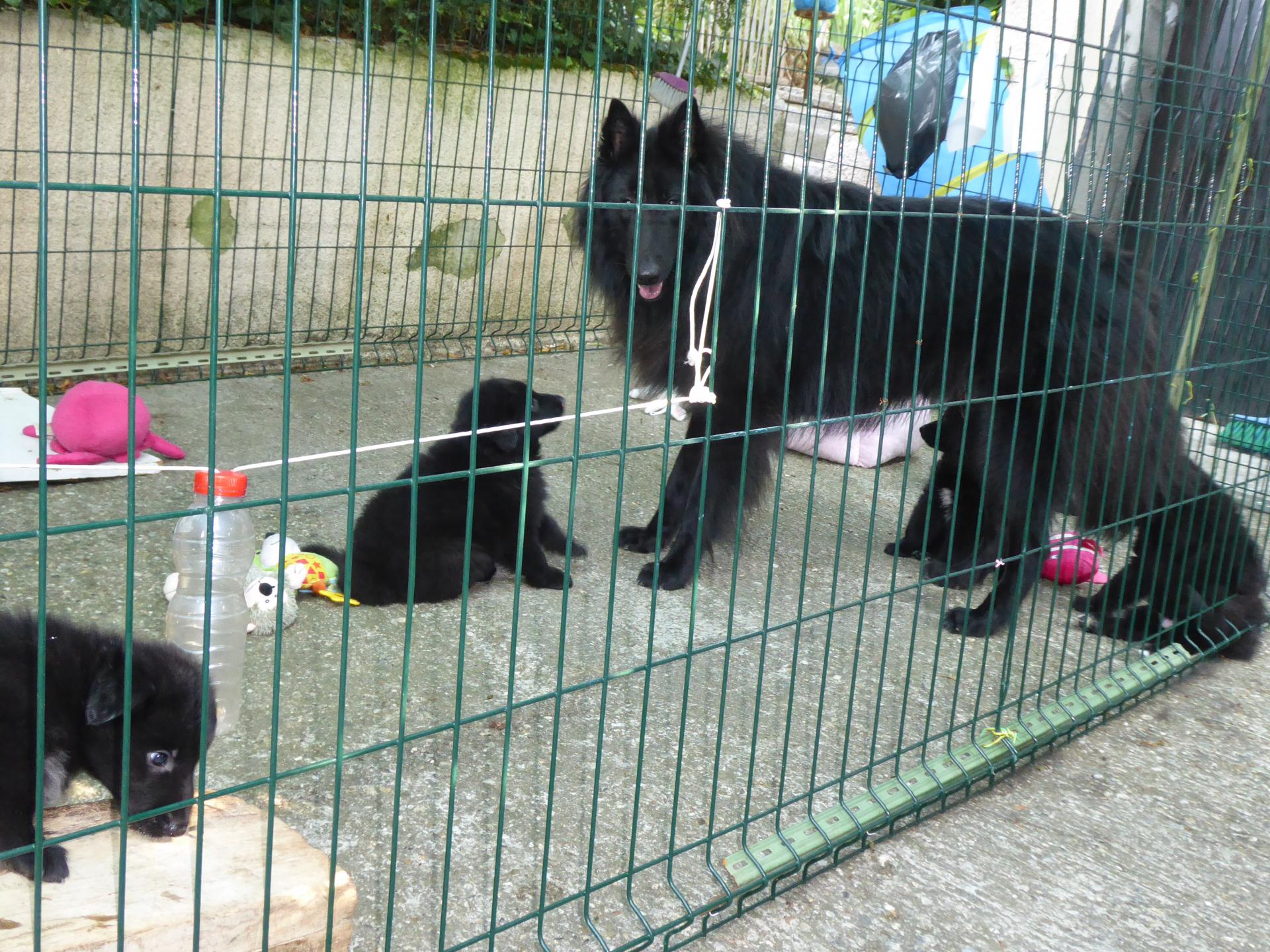 chiots à 1 mois avec Nixos du clos de l'Oppidum